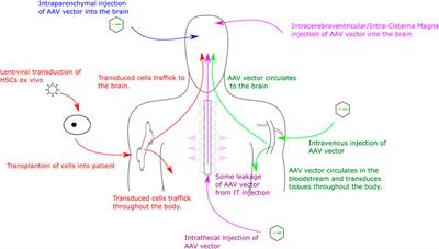 Delivering gene therapy for mucopolysaccharide diseases